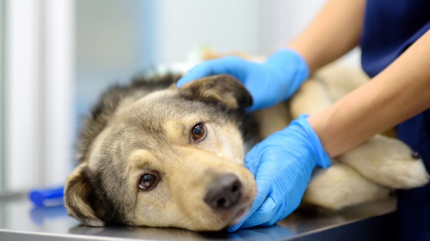 狗患癌症壽命有多久-5種常見狗癌症及診斷-狗腫瘤開刀費用